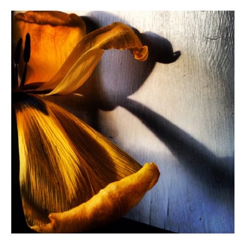 Graceful Lady- Photo